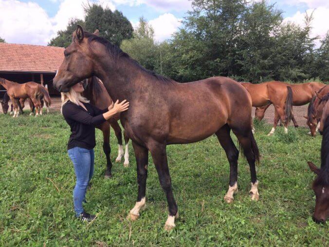 Qintofino - Pferdehof am Weiler