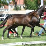 Quintofino - Fohlenchampionat 2016 Pferdehof am Weiler