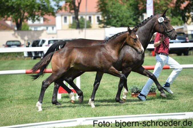 Quintofino - Fohlenchampionat 2016 Pferdehof am Weiler