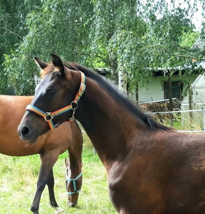 Macareno