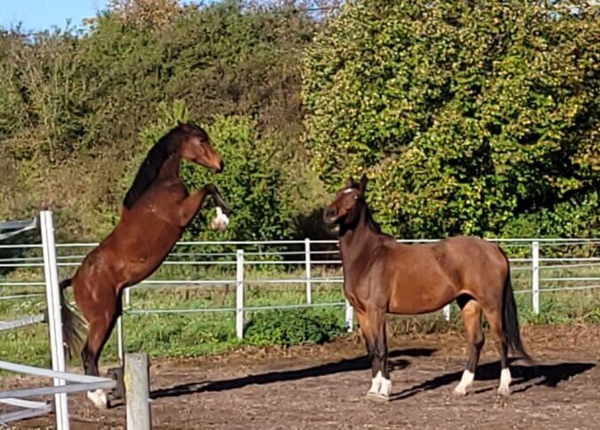 Charming Girl und Balous Bonita