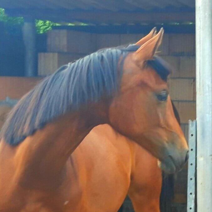 Charming Girl - Pferdehof am Weiler