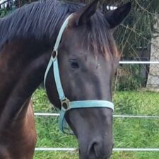 Märchenfee - Pferdehof am Weiler